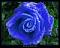 BlueRose